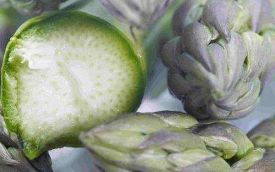 Austria’s agricultural exports hit record high in 2016